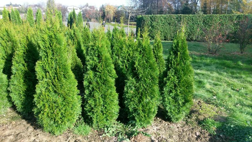 Thuja Smaragd 140-160 cm Lebensbaum Smaragd - Heckenpflanzen Wurzelballen Kostenloser Versand Deutschland und Österreich
