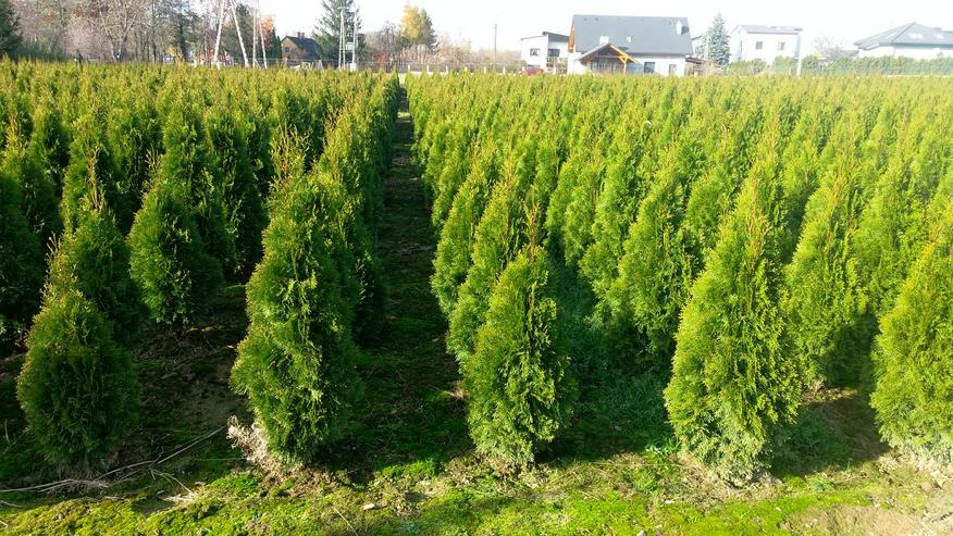 Thuja Smaragd 140-160 cm Lebensbaum Smaragd - Heckenpflanzen Wurzelballen Kostenloser Versand Deutschland und Österreich - Pflanzen - Bild 5