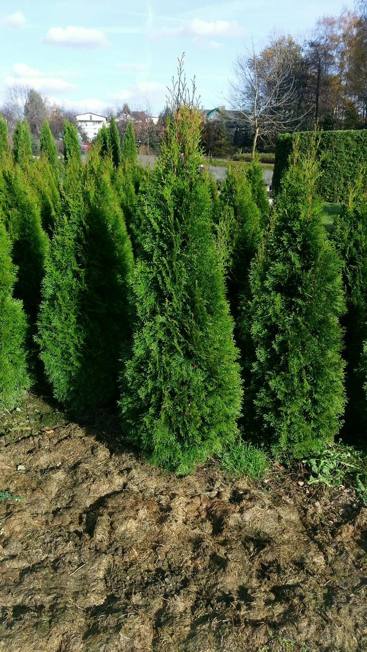 Bild 3: Thuja Smaragd 140-160 cm Lebensbaum Smaragd - Heckenpflanzen Wurzelballen Kostenloser Versand Deutschland und Österreich