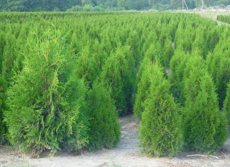 Thuja Smaragd 140-160 cm Lebensbaum Smaragd - Heckenpflanzen Wurzelballen Kostenloser Versand Deutschland und Österreich