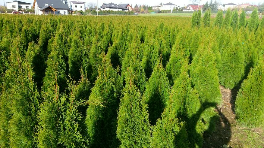 Bild 4: Thuja Smaragd 140-160 cm Lebensbaum Smaragd - Heckenpflanzen Wurzelballen Kostenloser Versand Deutschland und Österreich