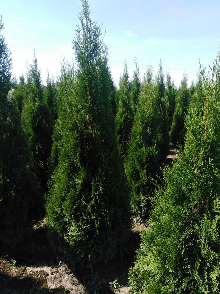 Bild 7: Thuja Smaragd 140-160 cm Lebensbaum Smaragd - Heckenpflanzen Wurzelballen Kostenloser Versand Deutschland und Österreich