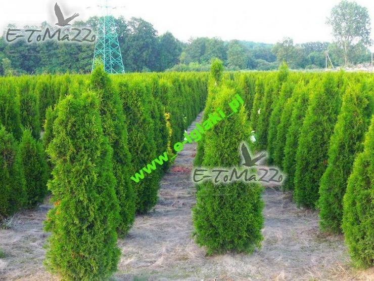 THUJA SMARAGD 180-200CM Lebensbaum Smaragd - Heckenpflanzen Wurzelballen Kostenloser Versand Deutschland und Österreich - Pflanzen - Bild 1