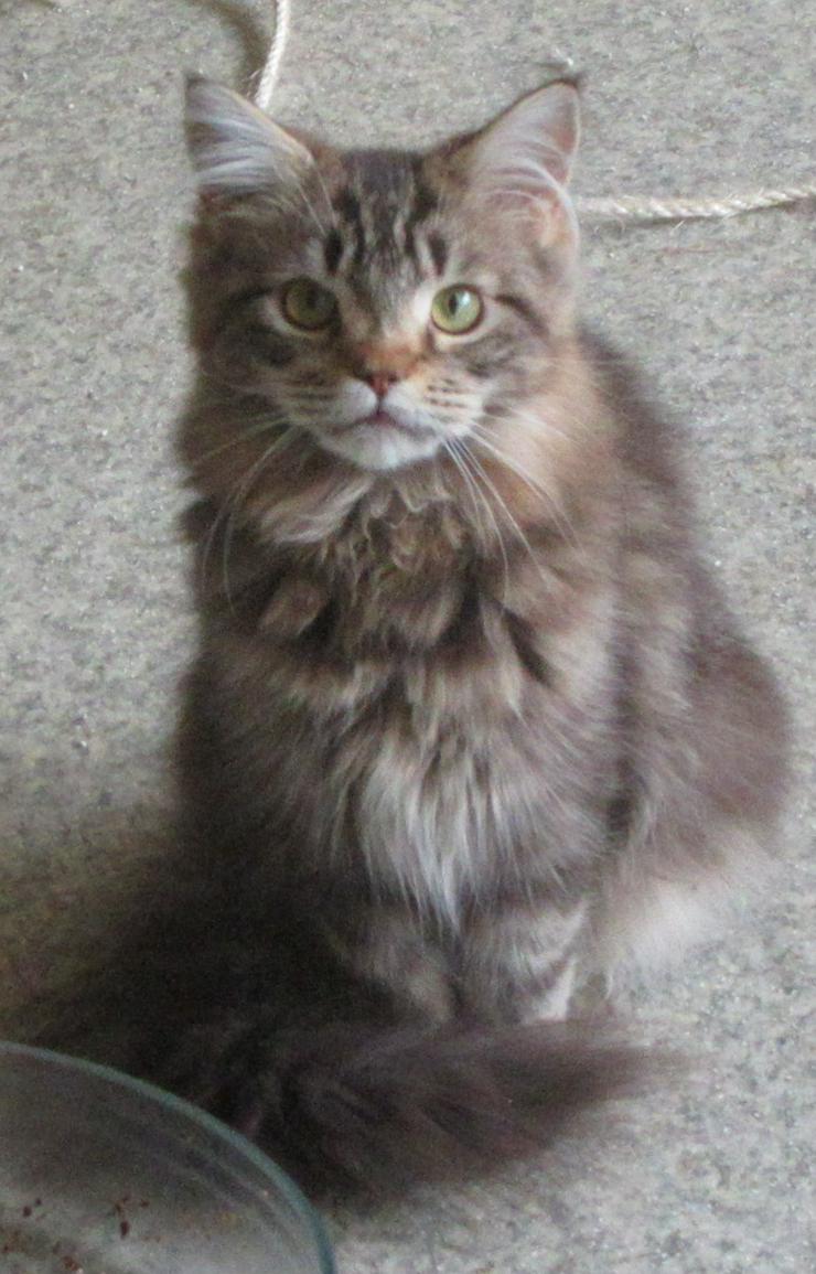 Bild 2: Maine Coon Kitten - weiblich