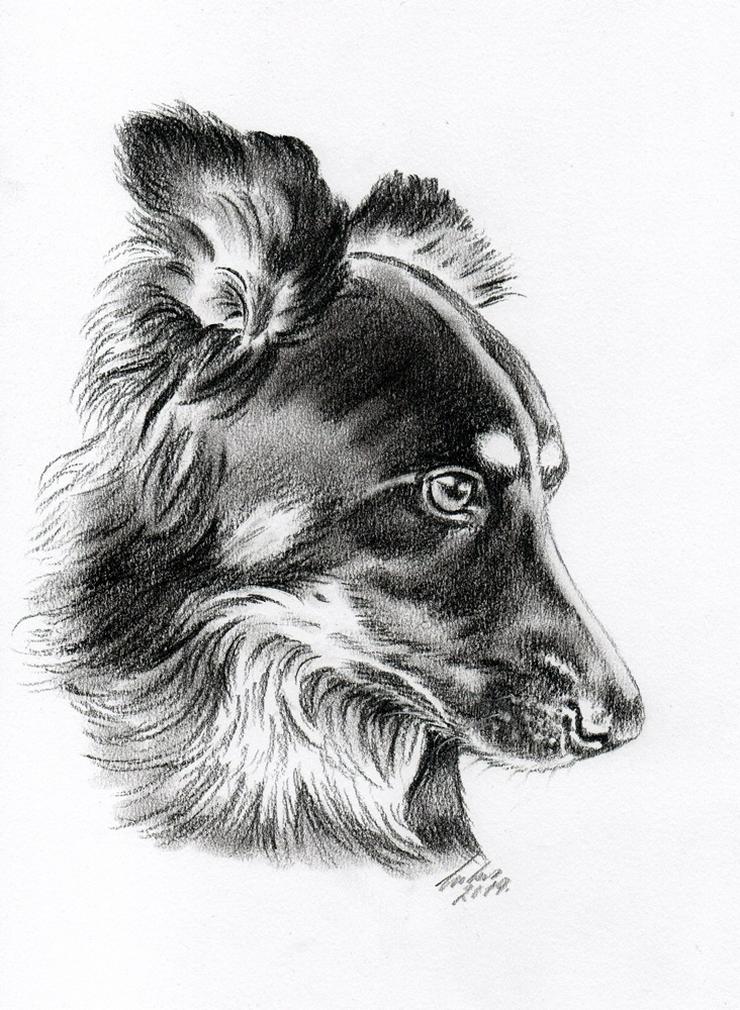 Bild 9: Tiermalerei nach Foto, Tierzeichnungen, Tierportraits, Hund, Katze, Pferd