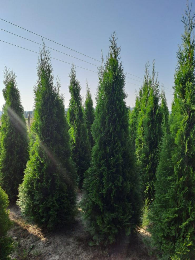 Bild 5: THUJA SMARAGD 160-180CM Lebensbaum Smaragd - Heckenpflanzen Wurzelballen Kostenloser Versand Deutschland und Österreich