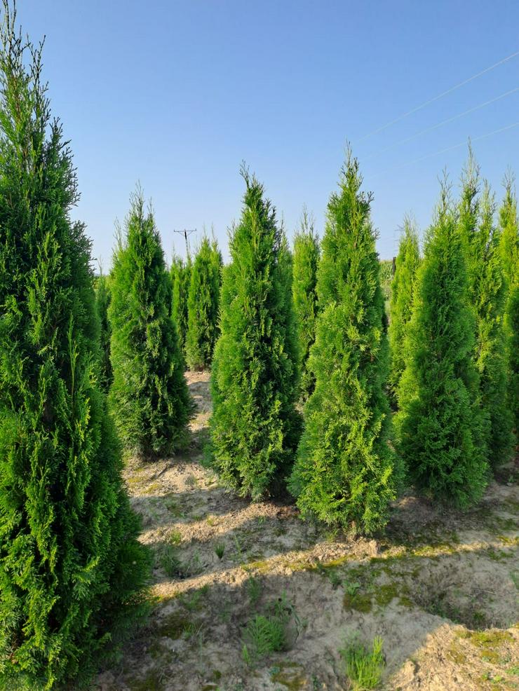 Bild 5: THUJA SMARAGD 160-180CM Lebensbaum Smaragd - Heckenpflanzen Wurzelballen Kostenloser Versand Deutschland und Österreich