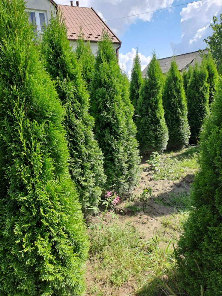 Bild 6: THUJA SMARAGD 160-180CM Lebensbaum Smaragd - Heckenpflanzen Wurzelballen Kostenloser Versand Deutschland und Österreich