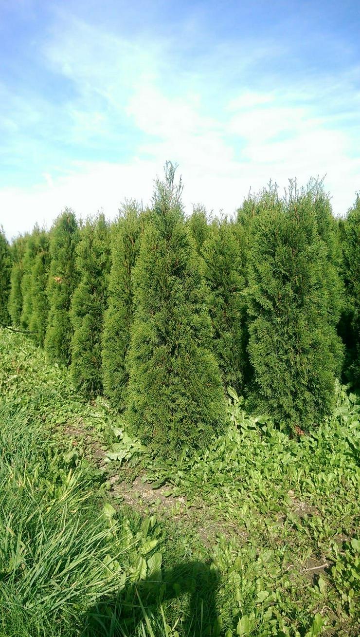 Bild 1: THUJA SMARAGD 160-180CM Lebensbaum Smaragd - Heckenpflanzen Wurzelballen Kostenloser Versand Deutschland und Österreich
