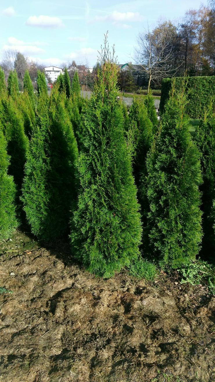 Bild 2: THUJA SMARAGD 160-180CM Lebensbaum Smaragd - Heckenpflanzen Wurzelballen Kostenloser Versand Deutschland und Österreich