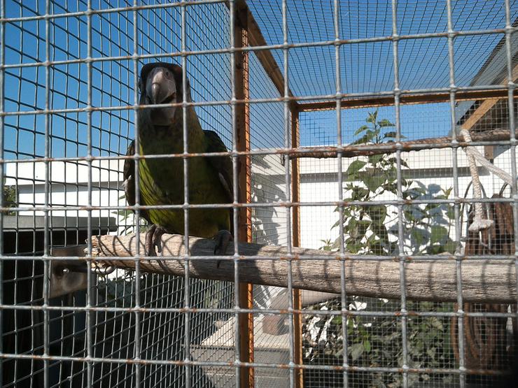 Bild 2: Handzahmer Grüner Kongo-Papageie