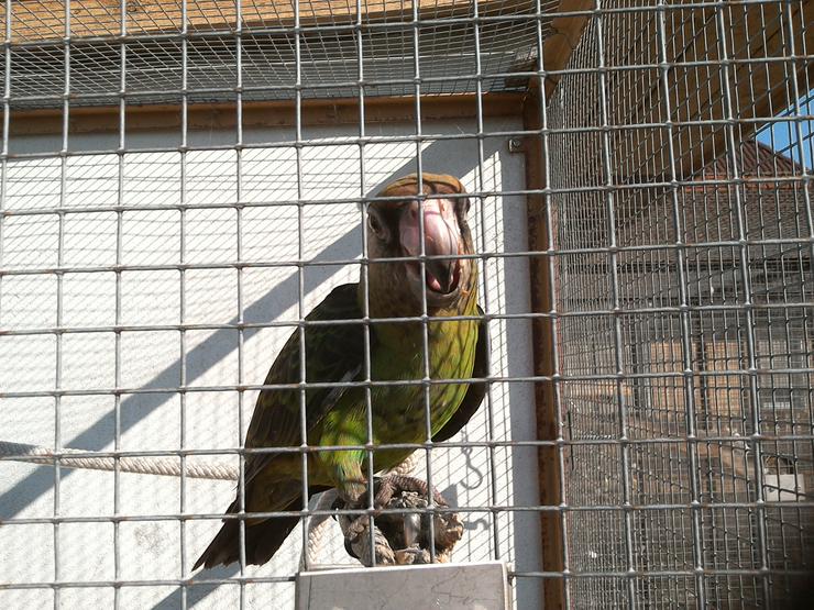 Bild 1: Handzahmer Grüner Kongo-Papageie
