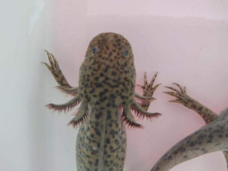 Axolotl abzugeben  - Weitere Reptilien & Amphibien - Bild 2