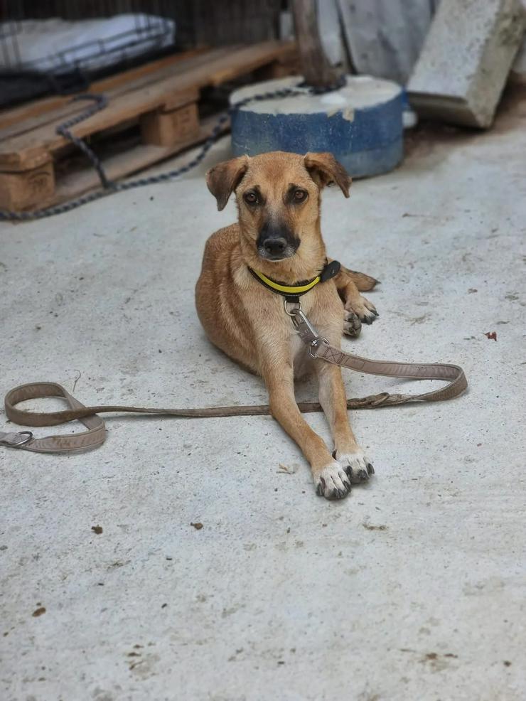 Selma braucht Verstandnis und Geduld - Mischlingshunde - Bild 6