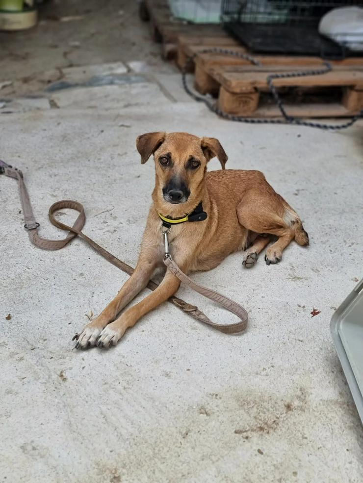 Selma braucht Verstandnis und Geduld - Mischlingshunde - Bild 5