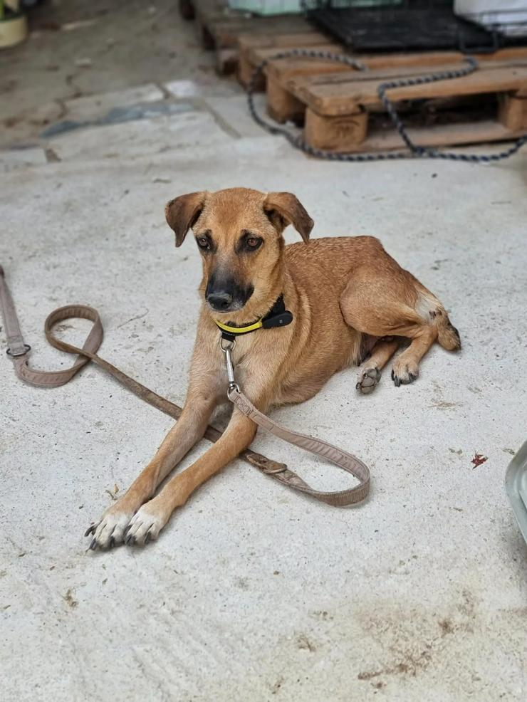 Selma braucht Verstandnis und Geduld - Mischlingshunde - Bild 3