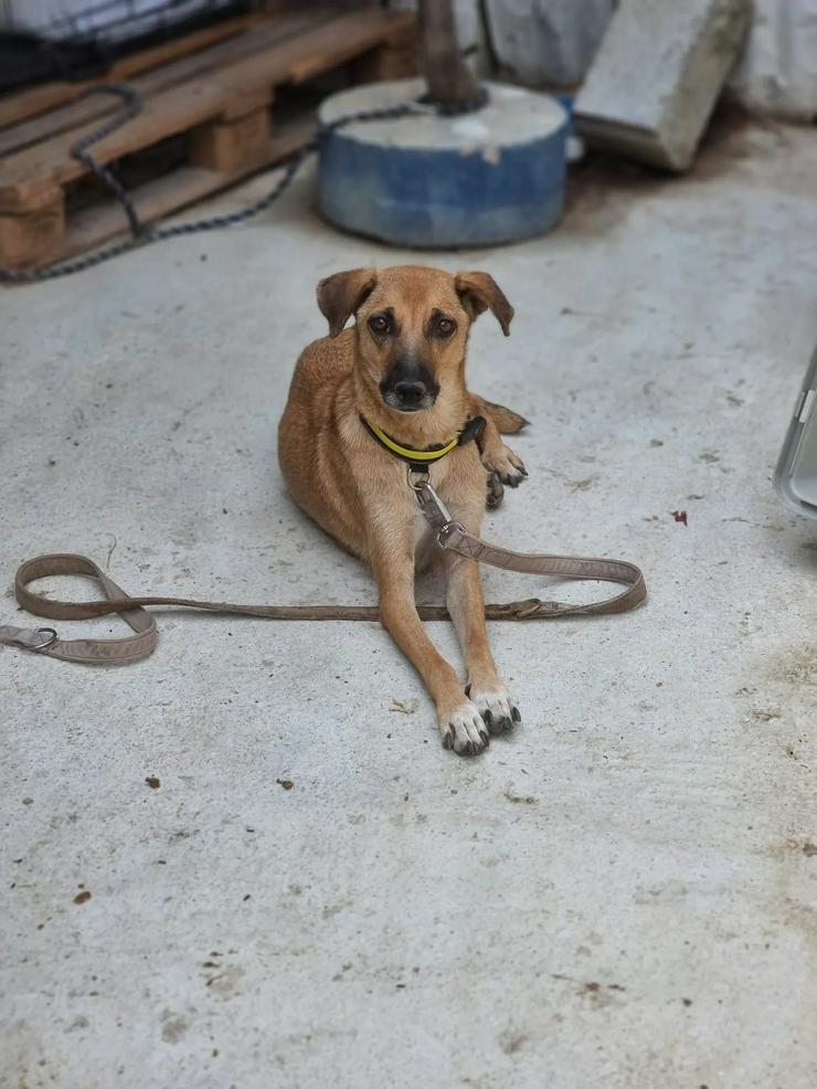 Selma braucht Verstandnis und Geduld - Mischlingshunde - Bild 2