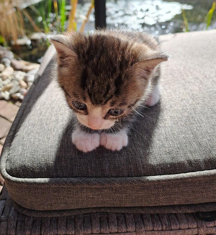  Katzenkinder wollen die Welt entdecken und suchen ein  liebevolles  neues Zuhause - Mischlingskatzen - Bild 7