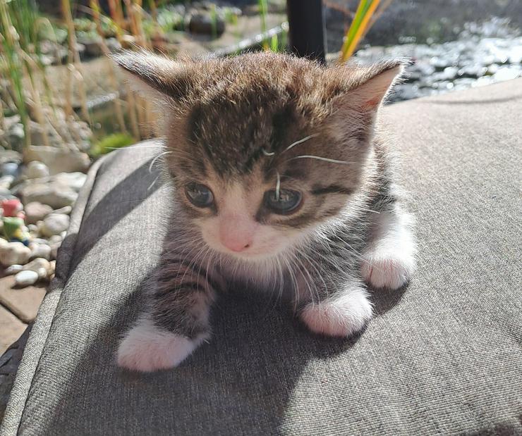  Katzenkinder wollen die Welt entdecken und suchen ein  liebevolles  neues Zuhause - Mischlingskatzen - Bild 5
