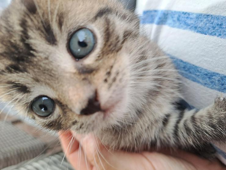  Katzenkinder wollen die Welt entdecken und suchen ein  liebevolles  neues Zuhause - Mischlingskatzen - Bild 2