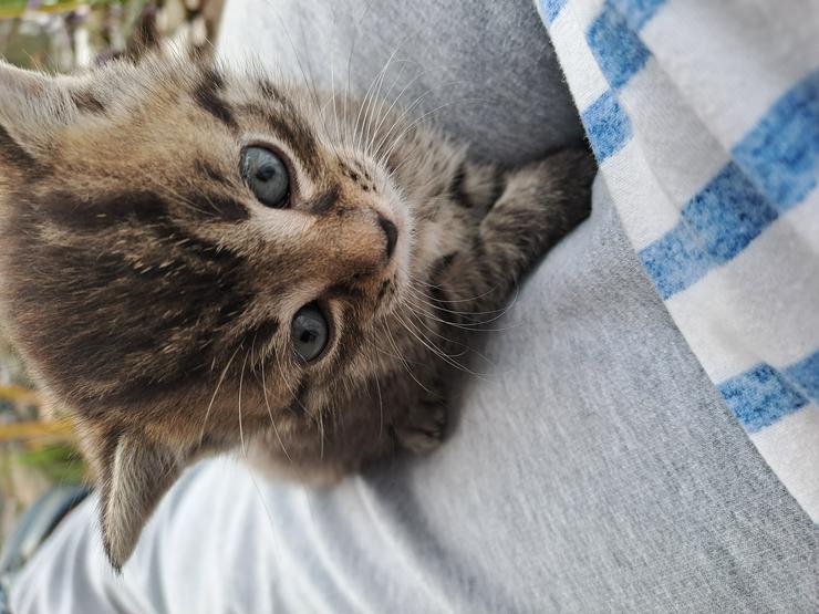  Katzenkinder wollen die Welt entdecken und suchen ein  liebevolles  neues Zuhause - Mischlingskatzen - Bild 4