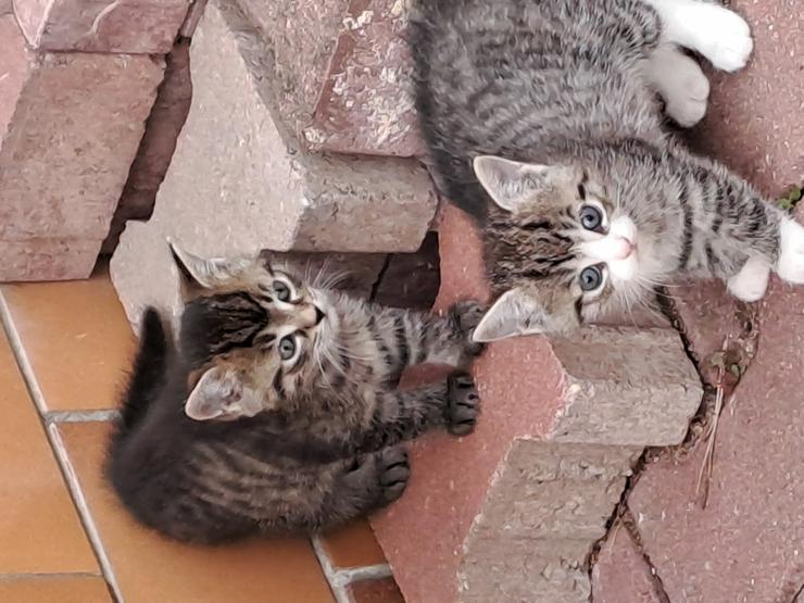 Bild 8:  Katzenkinder wollen die Welt entdecken und suchen ein  liebevolles  neues Zuhause