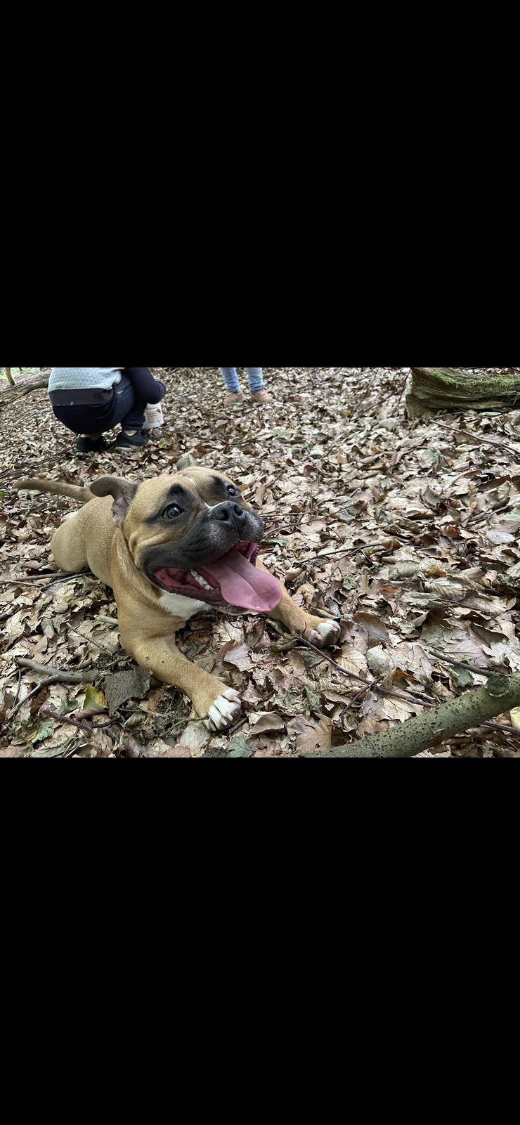 American Bully - Rassehunde - Bild 6