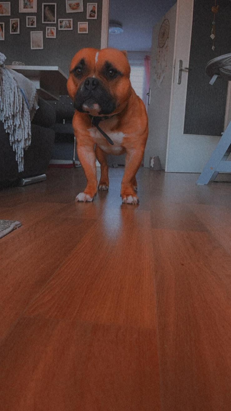 Bild 2: American Bully