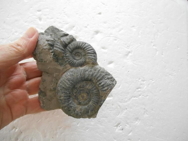 Ammonith......... - Edelsteine & Fossilien - Bild 2