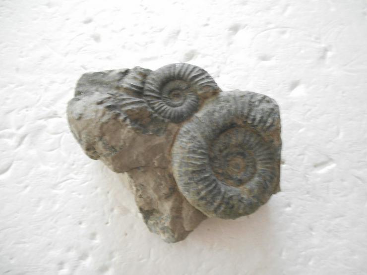 Bild 1: Ammonith.........