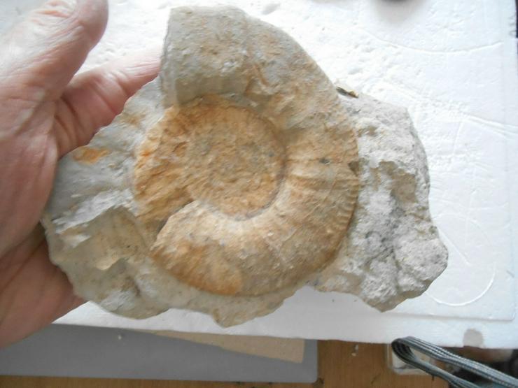 Bild 2: Ammonith-Schale.....Ammonith.....Druse