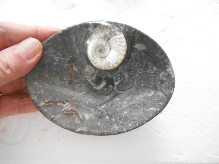 Bild 1: Ammonith-Schale.....Ammonith.....Druse