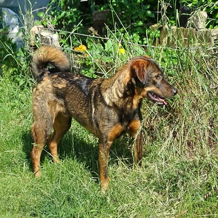 Tapsi                         - Mischlingshunde - Bild 5