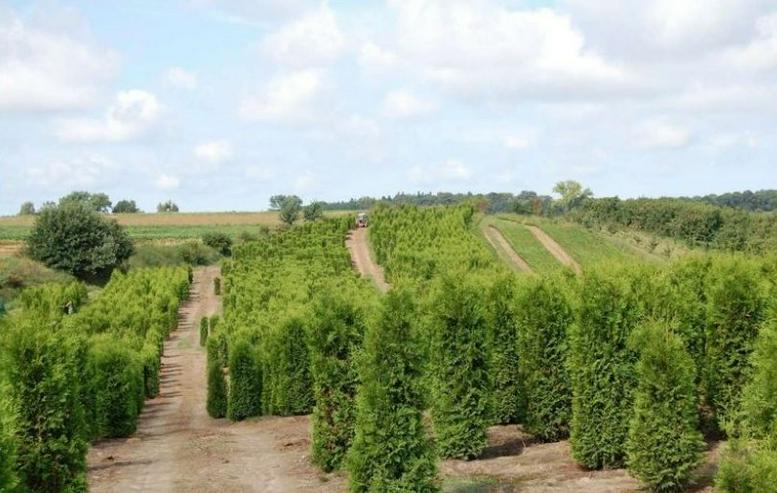 Thuja Brabant 140-160cm Lebensbaum Brabant - Heckenpflanzen Wurzelballen Kostenloser Versand Deutschland und Österreich - Pflanzen - Bild 1