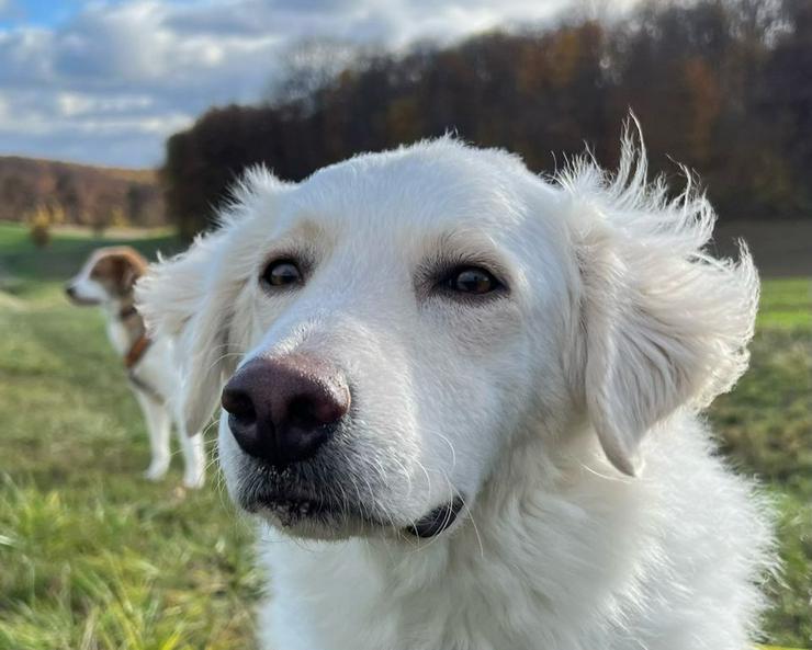 Neugieriger Blanco sucht sein Zuhause - Mischlingshunde - Bild 1