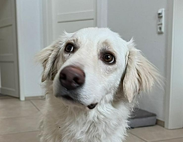Neugieriger Blanco sucht sein Zuhause - Mischlingshunde - Bild 2