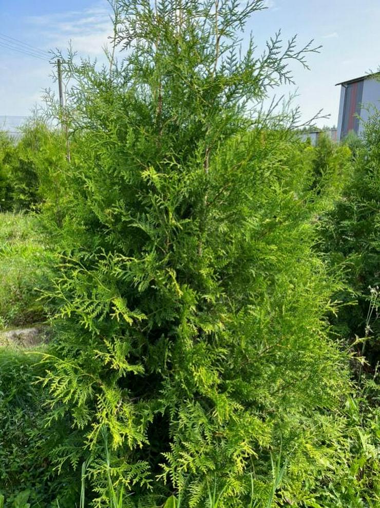 Bild 2: Thuja Brabant 80-100cm Lebensbaum Brabant - Heckenpflanzen Wurzelballen Kostenloser Versand Deutschland und Österreich