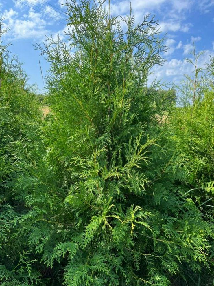 Bild 3: Thuja Brabant 100-120cm Lebensbaum Brabant - Heckenpflanzen Wurzelballen Kostenloser Versand Deutschland und Österreich