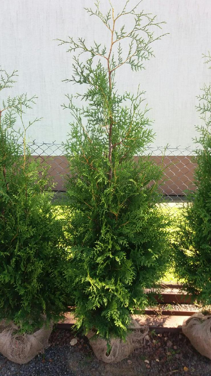 Bild 2: Thuja Brabant 100-120cm Lebensbaum Brabant - Heckenpflanzen Wurzelballen Kostenloser Versand Deutschland und Österreich