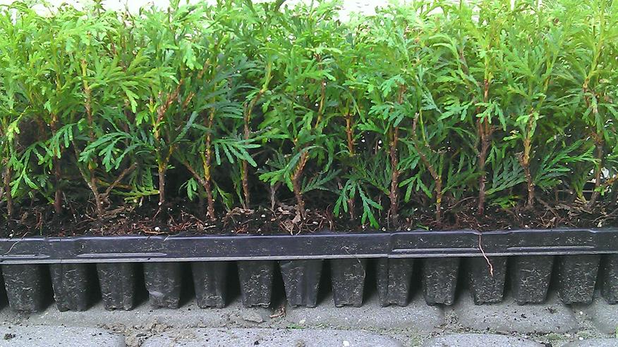Thuja Brabant Produzent - Multiplate + Dünger - Pflanzen - Bild 1