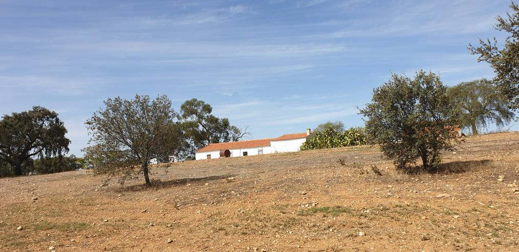 Bild 7: Sud Portugal  Baixo Alentejo  Landhaus auf 120.000m2