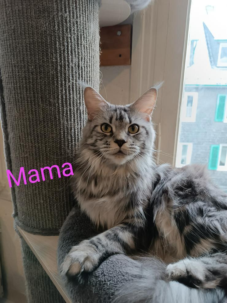 Bild 7: Maine Coon Geschwisterpärchen