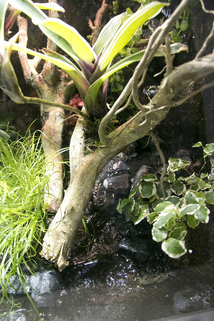 Bild 14: Paludarium / Terrarium für Pfeilgiftfrösche / Dendrobaten