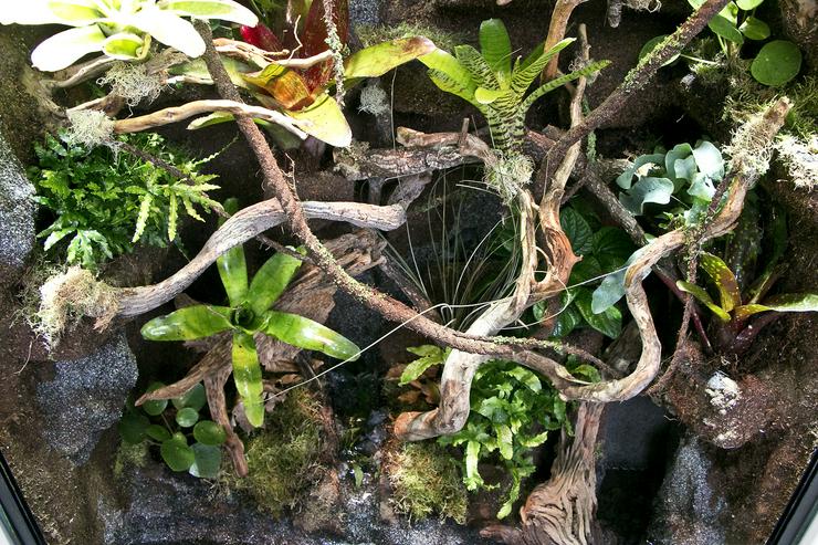 Bild 9: Paludarium / Terrarium für Pfeilgiftfrösche / Dendrobaten