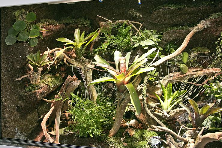 Bild 11: Paludarium / Terrarium für Pfeilgiftfrösche / Dendrobaten