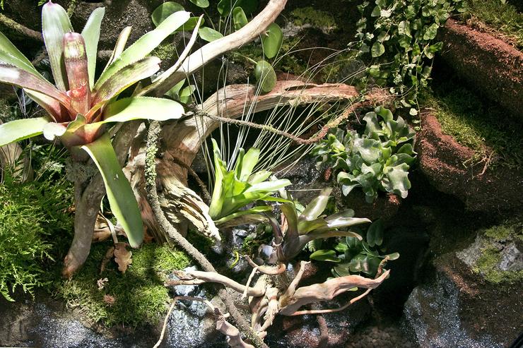 Bild 7: Paludarium / Terrarium für Pfeilgiftfrösche / Dendrobaten