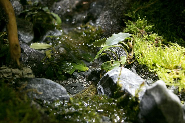 Bild 12: Aqua-Terrarium / Paludarium z. B. für Krokodilschwanzechsen