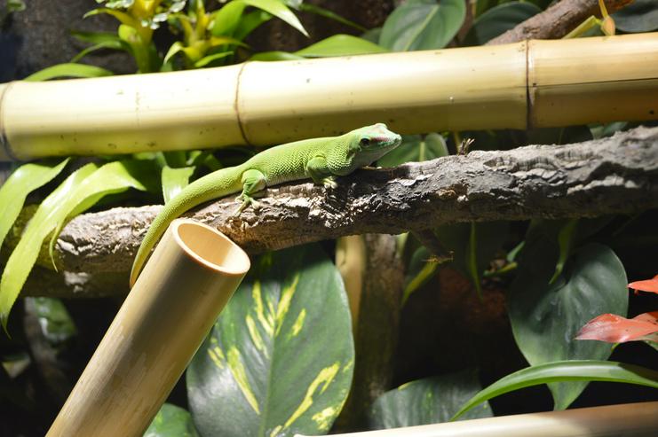 Regenwald-Terrarium für Taggeckos / Phelsumen - Terrarien & Becken - Bild 16