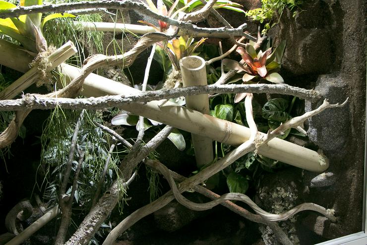 Bild 7: Regenwald-Terrarium für Taggeckos / Phelsumen