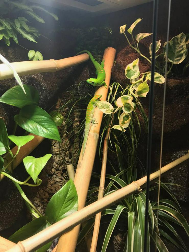 Regenwald-Terrarium für Taggeckos / Phelsumen - Terrarien & Becken - Bild 10